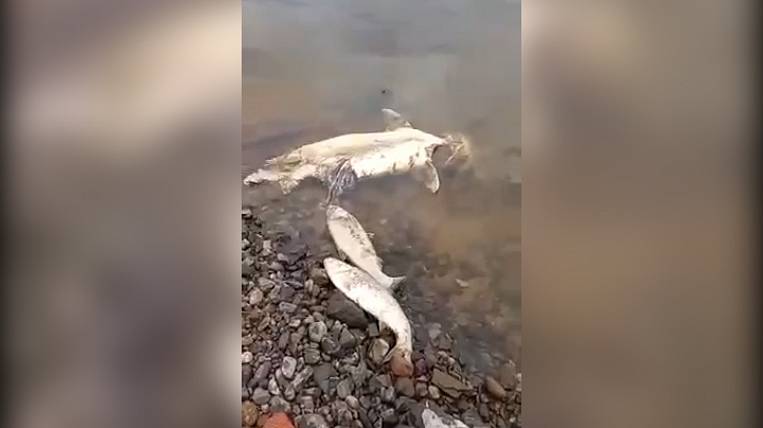 В Амуре продолжает гибнуть рыба 