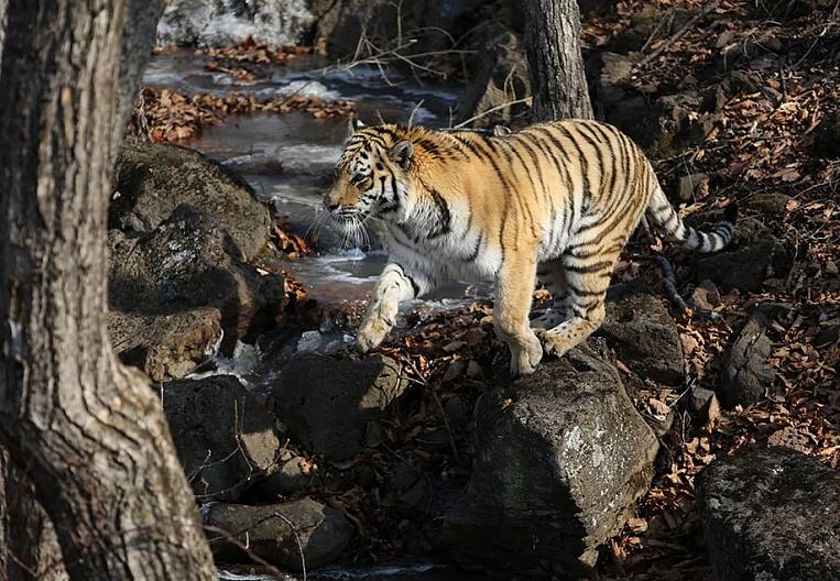Коронавирус вынудил искать опекуна для тигра Амура