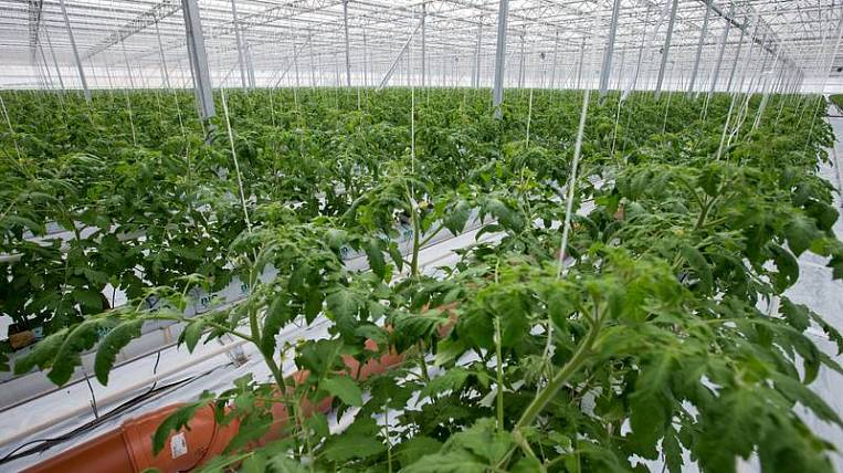 Самообеспеченность овощами на Сахалине одна из самых высоких в стране