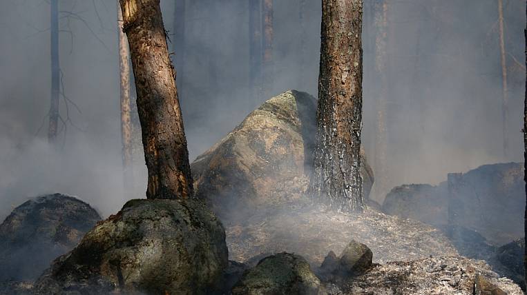 В России оценили ущерб от лесных пожаров в 2019 году