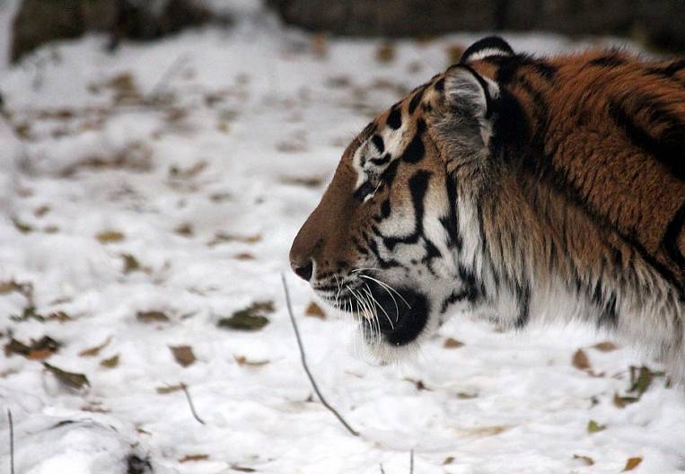Полосатый прогноз: тигров станет больше на Дальнем Востоке