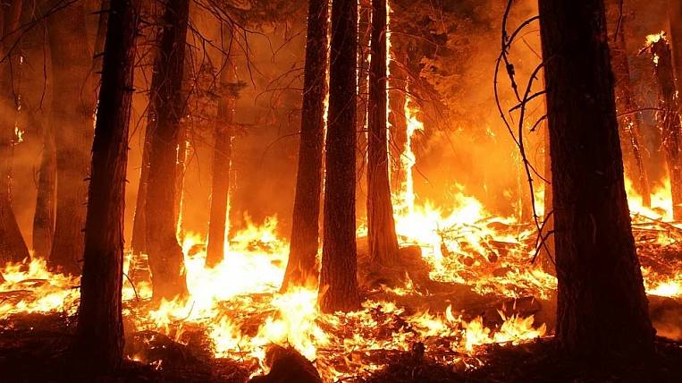 Гринпис заявил о занижении данных о лесных пожарах в России