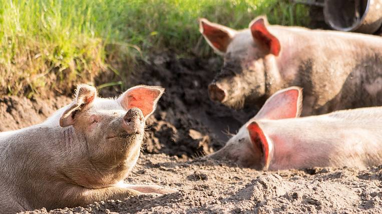 Новый очаг африканской чумы свиней обнаружили в Приморье