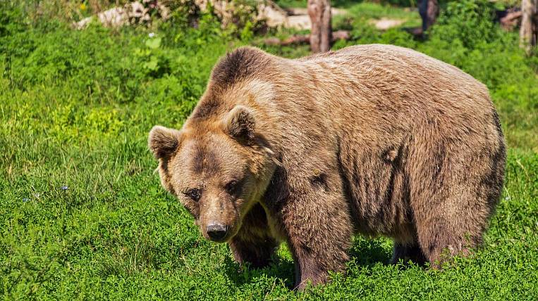 Медведь напал на человека на Камчатке