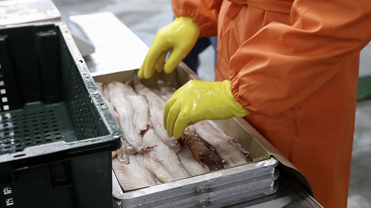 Добыча рыбы и морепродуктов выросла на 6% в Приморье
