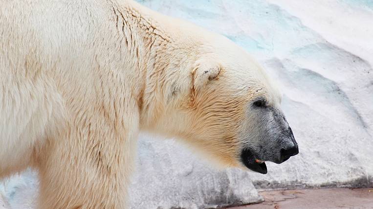Белый медведь напал на жителя Чукотки