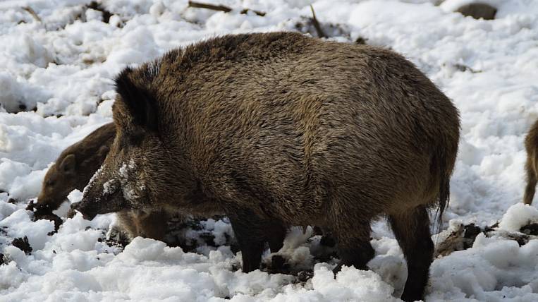 Африканская чума свиней добралась до Хабаровского края