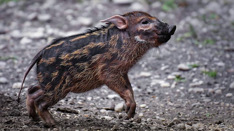 Карантин по африканской чуме свиней ввели в одном из районов ЕАО