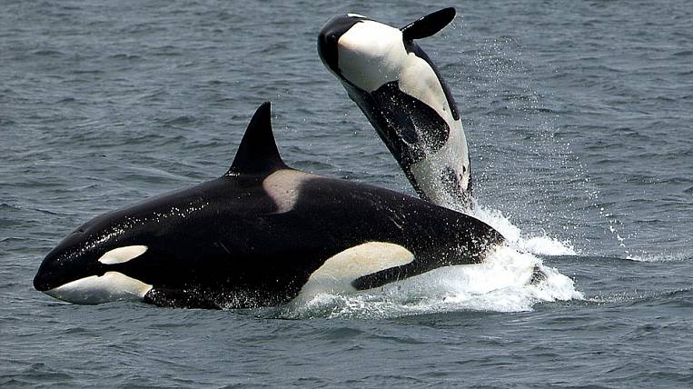 Экологи: в России может появиться еще одна китовая тюрьма