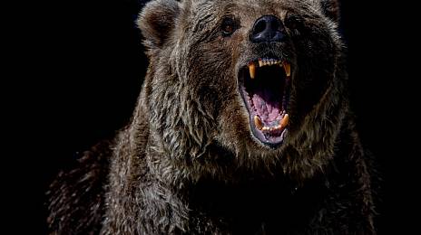 Стать добычей медведя и выжить