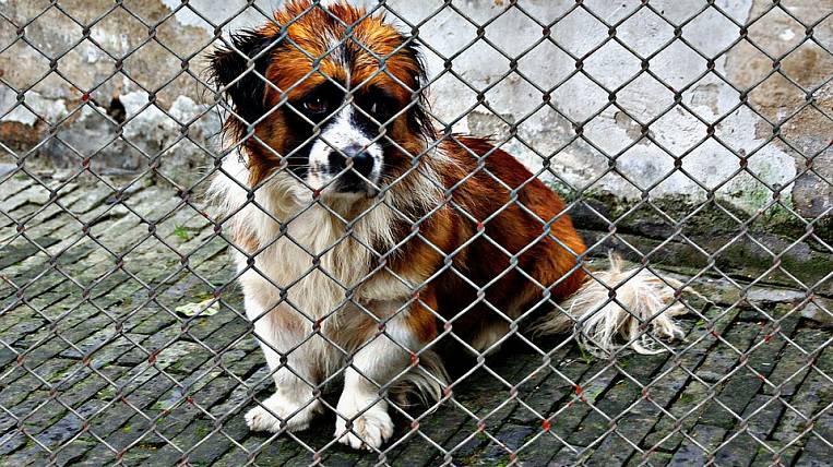 В Госдуме раскритиковали идею главы Якутска о налоге на собак