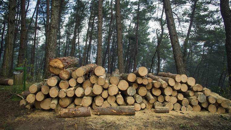 Дело о крупной контрабанде леса расследуют в Приморье