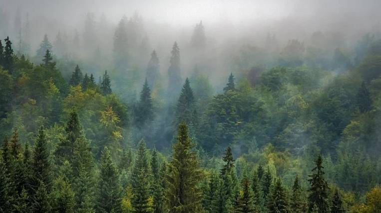 Амурская область получит 180 млн рублей на защиту лесов