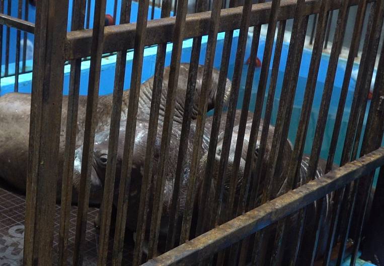 Китовую тюрьму в Приморье сменила моржовая