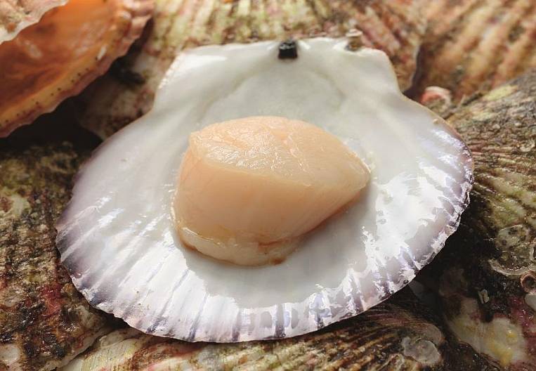 The Far East Scallop and Trepang have gone Online