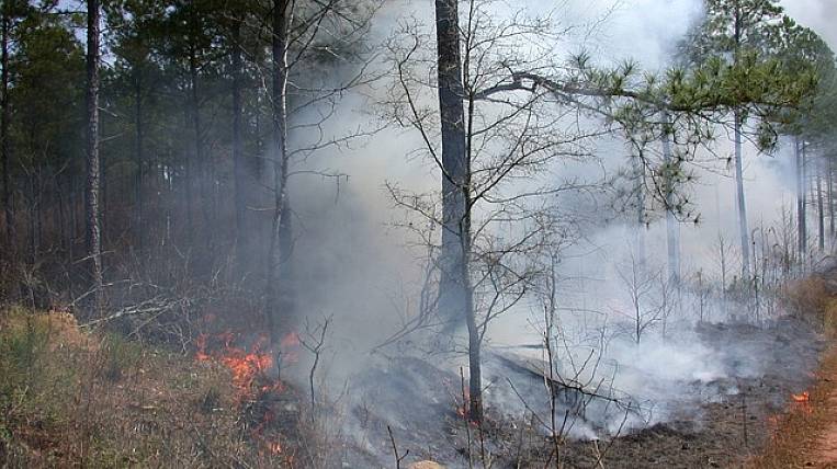 Большие лесные пожары прогнозируют в Хабаровском крае