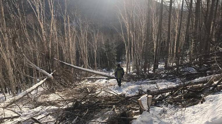 Неизвестные вырубили лес в памятнике природы на Сахалине