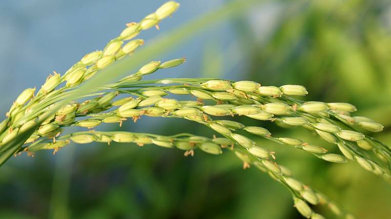 ТОР в Приморье хотят расширить для рисового проекта