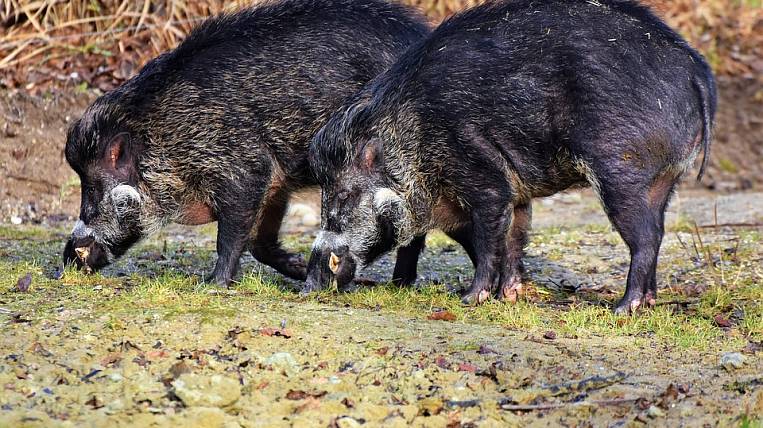 Африканская чума свиней придет в Хабаровский край с морозами