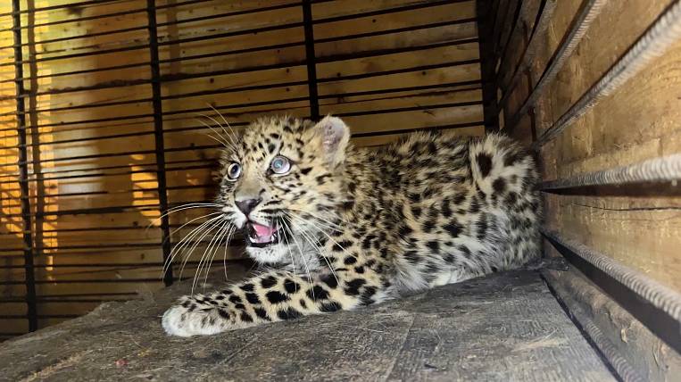 Котенка леопарда спасают в Приморье