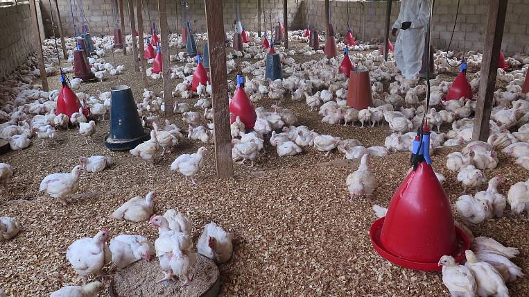 Сотни кур пойдут под нож в Магаданской области из-за птичьего гриппа