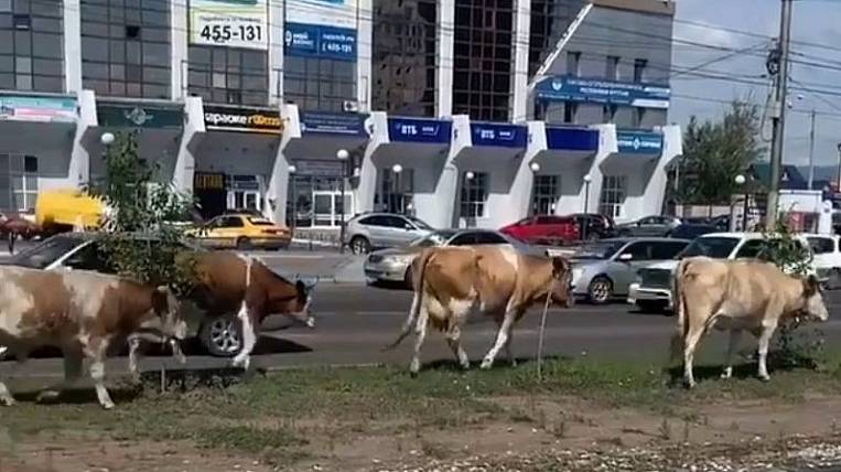 На штрафстоянку поместят гуляющих по Улан-Удэ коров